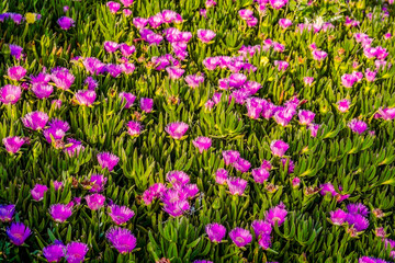  Close-up of blooming purple flowers of ice plant (Carpobrotus edulis) on a coastal slope in...