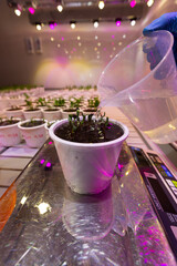 White pots with seedlings of beetroot, peas in an artificial climate