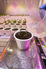 White pots with seedlings of beetroot, peas in an artificial climate