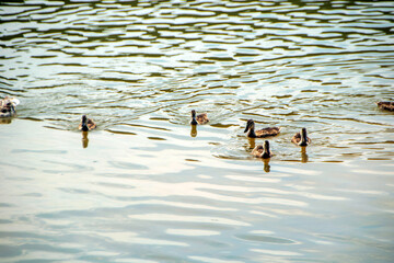 swimming ducks on the lake