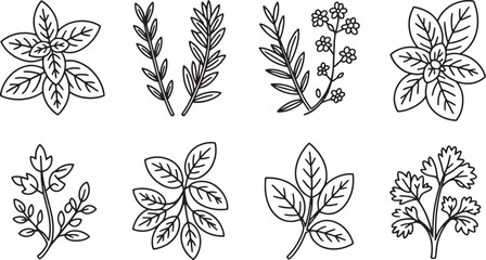 Various botanical line drawings of herbs and plants basil rosemary © Laila