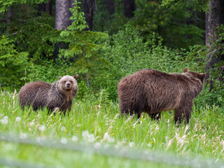 A wild grizzly bear mother stands with her cub in a lush forest meadow in the Canadian Rockies. The young bear looks toward the camera while the mother remains alert,  © Livaros  Photography