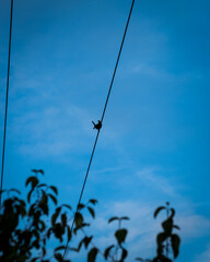 Silhouette of a Bird Perched on a Wire Against a Blue Sky