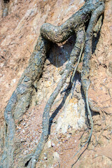 tree roots in the forest