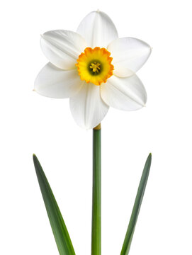 Narciso blanco con centro amarillo brillante y hojas delgadas, s&iacute;mbolo de primavera, frescura y renacimiento