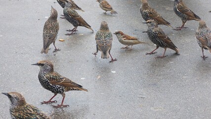 sparrow on the beach.pigeons on the street