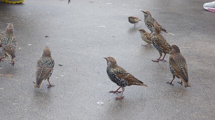 sparrow on the beach.pigeons on the street