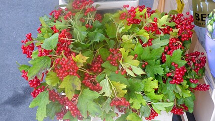 red and white viburnum berries in a pot on a green branch.