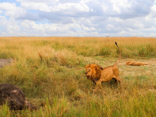 Majestic Lion Roaming the African Savanna