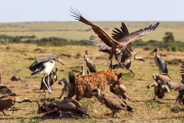 Hyena and vultures fighting for food in Maasai Mara National Reserve, Kenya