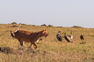 Lioness walking in the savannah with vultures in the background