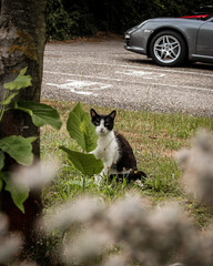 Curious Black and White Cat Sitting on Grass Near Parked Car