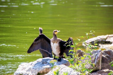 Cormorants Phalacrocorax  sunbathing on rocky shore