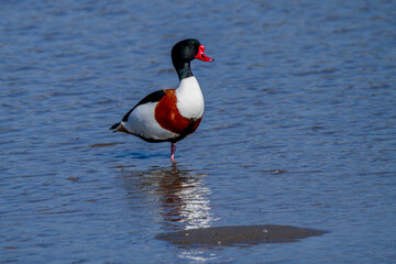 European shelduck duck lives on rivers and marshes very colorful