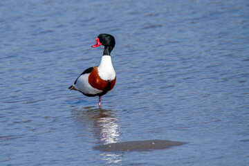 European shelduck duck lives on rivers and marshes very colorful