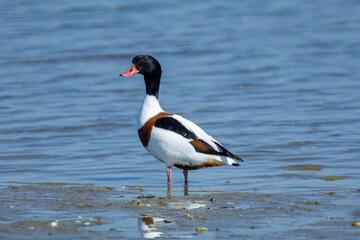 European shelduck duck lives on rivers and marshes very colorful