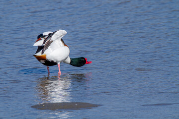 European shelduck duck lives on rivers and marshes very colorful