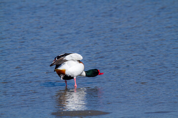 European shelduck duck lives on rivers and marshes very colorful