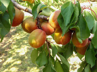 Ripe apricots on a branch in an orchard