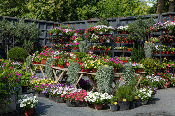 Colorful flowers in hanging and potted planters on display at outdoor plant market