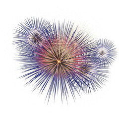 Obraz premium Blooming Firework Petals Line Art — Minimalist Burst on White Background