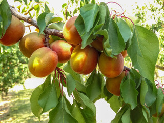 Ripe apricots on a branch in an orchard