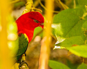 A Chattering Lori