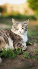 a cat lies on the chair, cat eyes
