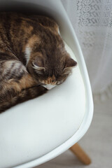 a cat lies on the chair, cat eyes