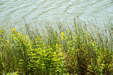 plants in the riverside