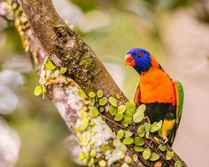 Red Collared Lorikeet