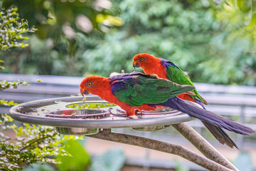 Pair of Australian King Parrot