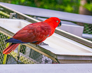 A Eclectus parrot