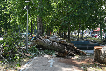An uprooted tree fallen on a road and on a car in the aftermath of a thunderstorm with strong winds...