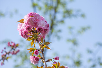 beautiful soft bouquet sweet pink Japanese cherry blossoms flower or sakura bloomimg on the tree branch.  Small fresh buds and many petals layer romantic flora in botany garden park