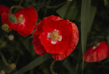 red poppy in the garden