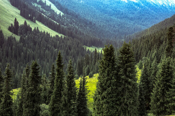pine forest in the mountains