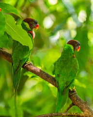 Pair of Rainbow Lorikeet