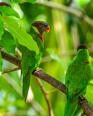 Pair of Rainbow Lorikeet