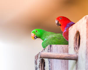 A Pair of Eclectus parrot