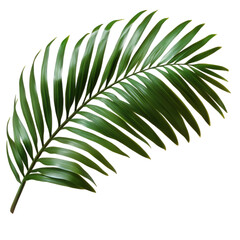 Obraz premium green palm leaf on transparent background png.