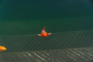 Golden Temple (Harmandir Sahib) in Amritsar, India. Sacred Sikh shrine reflecting in the holy Sarovar, with vibrant orange fish swimming in the clear water.