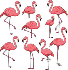 Obraz premium Pink flamingo birds collection isolated on white background