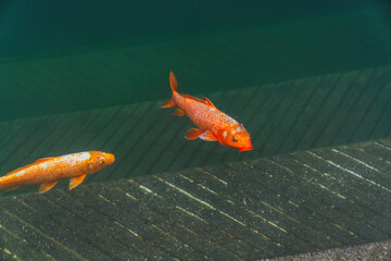 Golden Temple (Harmandir Sahib) in Amritsar, India. Sacred Sikh shrine reflecting in the holy Sarovar, with vibrant orange fish swimming in the clear water.