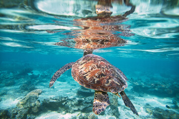 A beautiful green sea turtle swimming the crystal clear blue waters of a tropical pacific island reef lagoon.