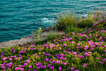  Purple ice plant flowers blooming along a rocky coast in Antalya, Turkey. The lush green foliage and vibrant blossoms create a vivid foreground against the calm sea horizon.