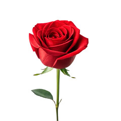red rose isolated on white