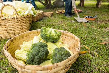Preparación ancestral de alimentos andinos en horno de tierra en Otavalo, Ecuador, tradición...