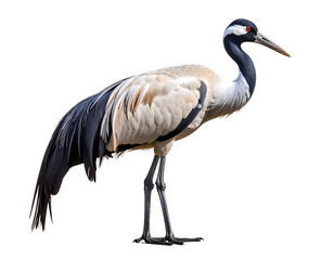 Obraz premium A graceful crane with striking black and white plumage stands elegantly in profile.