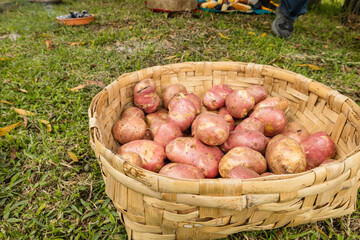 Preparación ancestral de alimentos andinos en horno de tierra en Otavalo, Ecuador, tradición...